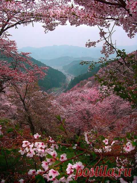 Nara, Japan,  flickr от Paul Hillier Photography || Pinterest: инструмент для поиска и хранения интересных идей