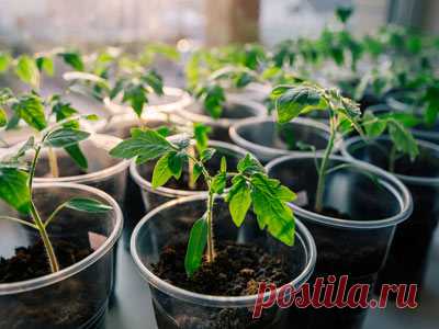 Переросла рассада. Как быть? Что делать?