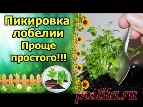ПИКИРОВКА ЛОБЕЛИИ - ПРОЩЕ ПРОСТОГО!!! ВЫРАЩИВАНИЕ РАССАДЫ ЛОБЕЛИИ, УХОД ЗА ВСХОДАМИ!
