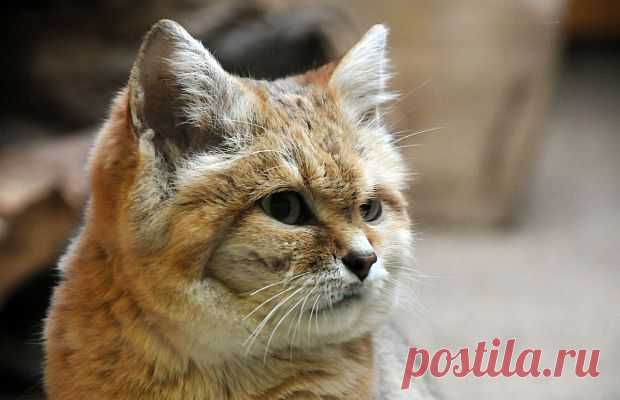 Впервые за 10 лет: новые снимки редкой дикой кошки