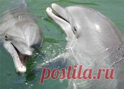 Язык дельфинов. Как разговаривают дельфины? - Дельфин и природа - Все о дельфинах