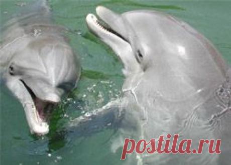 Язык дельфинов. Как разговаривают дельфины? - Дельфин и природа - Все о дельфинах