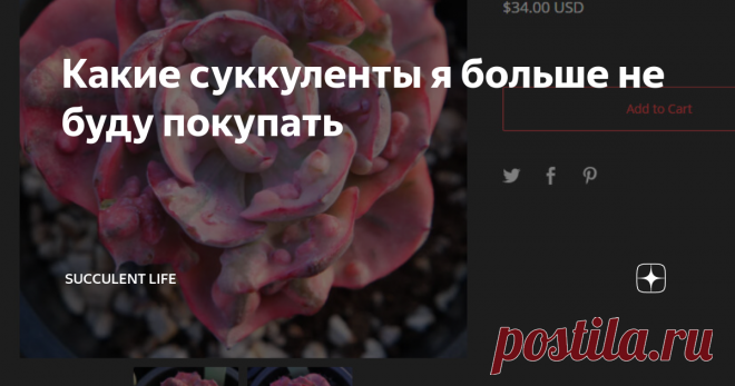 Какие суккуленты я больше не буду покупать Может быть я и куплю Echeveria Beyonce но точно не в этом сезоне когда...