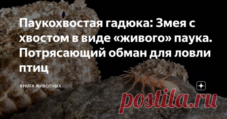 Паукохвостая гадюка: Змея с хвостом в виде «живого» паука. Потрясающий обман для ловли птиц Змея устраивает целую театральную постановку, в которой липовый паук активно ползает по камням. В результате такого шоу местные птицы оказываются в ядовитой пасти рептилии.