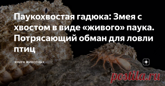 Паукохвостая гадюка: Змея с хвостом в виде «живого» паука. Потрясающий обман для ловли птиц Змея устраивает целую театральную постановку, в которой липовый паук активно ползает по камням. В результате такого шоу местные птицы оказываются в ядовитой пасти рептилии.