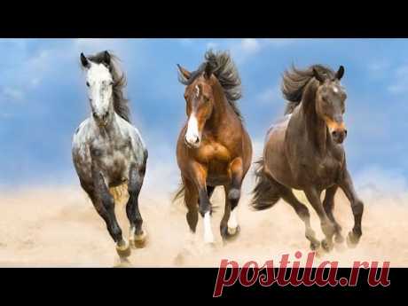 Красивая музыка! Сборник ЛУЧШИХ Мелодий от которых мурашки по телу! Цветы красиво распускаются #7