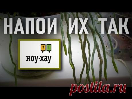 НАПОИ КОРНИ ТАК - ПОЛУЧИШЬ РЕЗУЛЬТАТ 👍! НОУ-ХАУ МЕТОД ИСПОЛЬЗОВАНИЯ ВНЕСУБСТРАТНЫХ КОРНЕЙ ОРХИДЕИ!👍