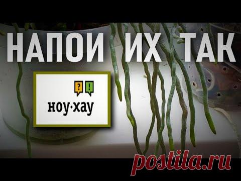 НАПОИ КОРНИ ТАК - ПОЛУЧИШЬ РЕЗУЛЬТАТ 👍! НОУ-ХАУ МЕТОД ИСПОЛЬЗОВАНИЯ ВНЕСУБСТРАТНЫХ КОРНЕЙ ОРХИДЕИ!👍
