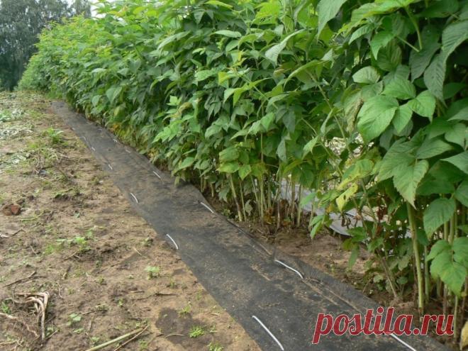 Чем и как мульчировать малину осенью и весной