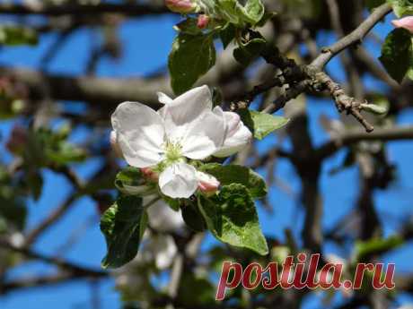 11 мая 2014 г. - Наталия Костелова - Веб-альбомы Picasa