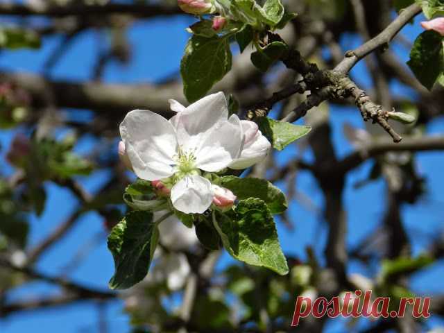 11 мая 2014 г. - Наталия Костелова - Веб-альбомы Picasa