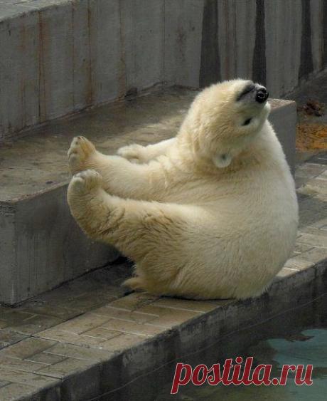 Животные антидепрессанты, фотографии / Питомцы