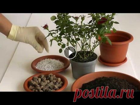 Пересадка комнатного растения. Как пересадить цветок. Сансевьера. Пересадка сансевьеры в более просторный горшок....