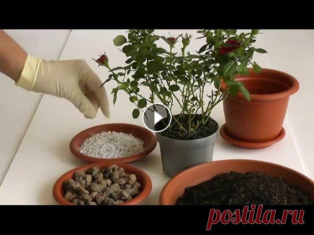 Пересадка комнатного растения. Как пересадить цветок. Сансевьера. Пересадка сансевьеры в более просторный горшок....