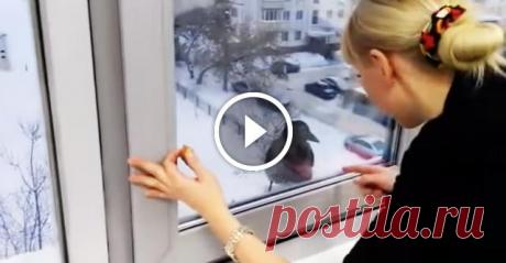 Хитрющая ворона.(видео) 
Вороны славятся своим умом и сообразительностью. Однако главная героиня видео ниже использует свою гениальность отнюдь не для благих целей. Птица прилетела к окну, видимо, одной из школ, и стала вним…