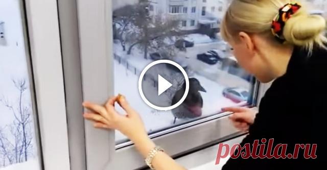 Хитрющая ворона.(видео) 
Вороны славятся своим умом и сообразительностью. Однако главная героиня видео ниже использует свою гениальность отнюдь не для благих целей. Птица прилетела к окну, видимо, одной из школ, и стала вним…