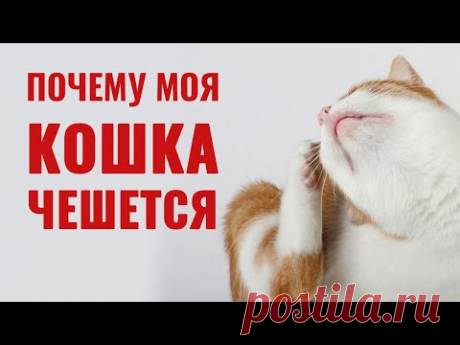 Как выявить реальную причину, почему кошка чешется