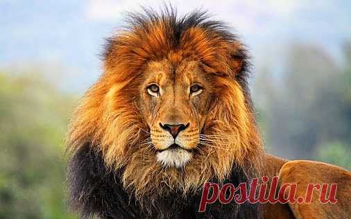 Самое интересное в мире: Царь зверей! - natali5357@mail.ru - Почта Mail.Ru