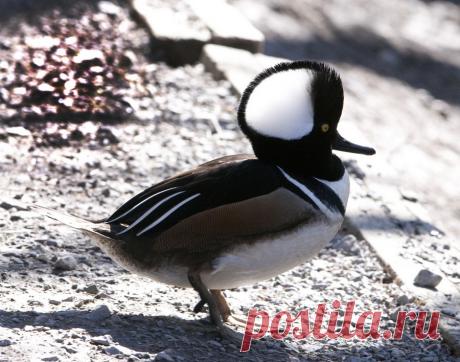 14 невероятных видов диких уток - Удивительный Мир Животных