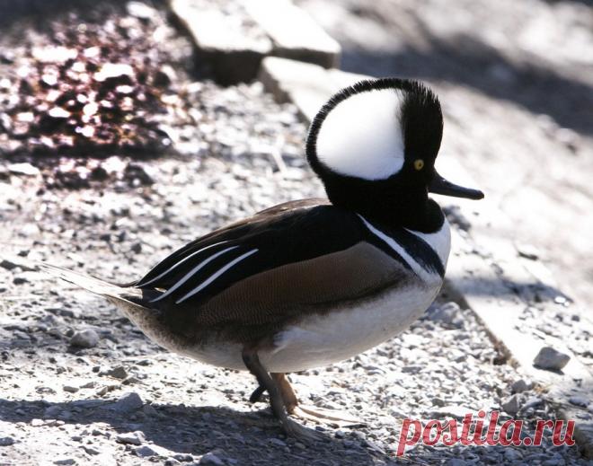 14 невероятных видов диких уток - Удивительный Мир Животных