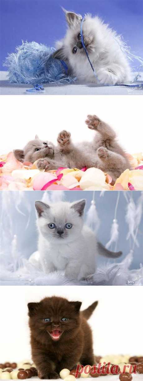 Котята -Живой уголок