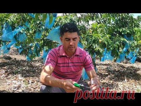 Guanabana en que tiempo de luna se puede hacer podas