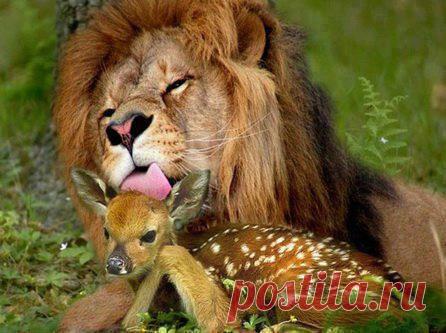 Когда он не голоден, то очнь даже добрый, Хотите быть добрыми всегда?  
https://webtransfer-finance.com/ru/?id_partner=90833751