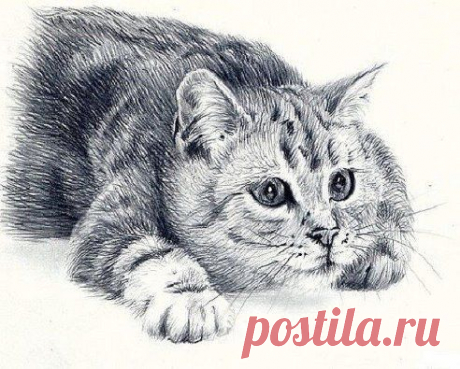 Кот нарисованный простым карандашом. Как вам?