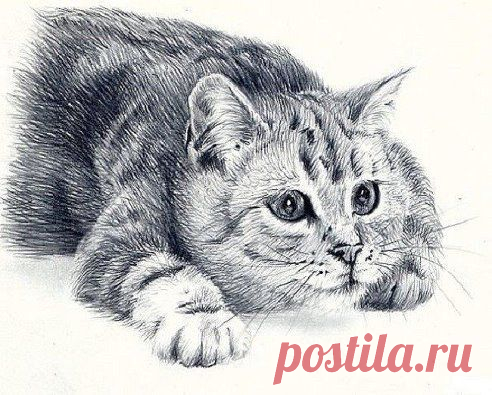 Кот нарисованный простым карандашом. Как вам?