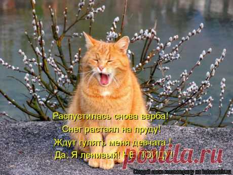 Котоматрица: Случайные котоматрицы