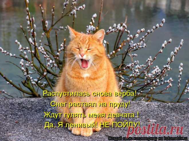 Котоматрица: Случайные котоматрицы