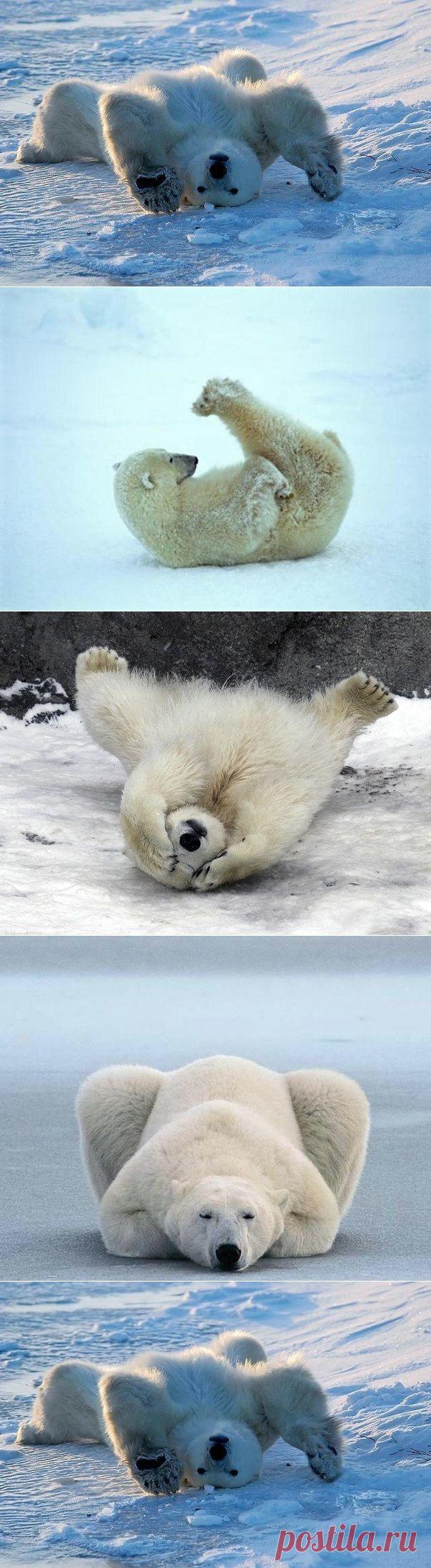 Утренний урок йоги от белых медведей.