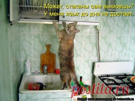 Четыре сыночка (котоматрица)