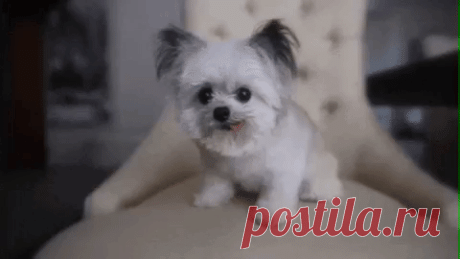 Animated GIF  - Find & Share on GIPHY Discover & Share this Animated GIF with everyone you know. GIPHY is how you search, share, discover, and create GIFs.