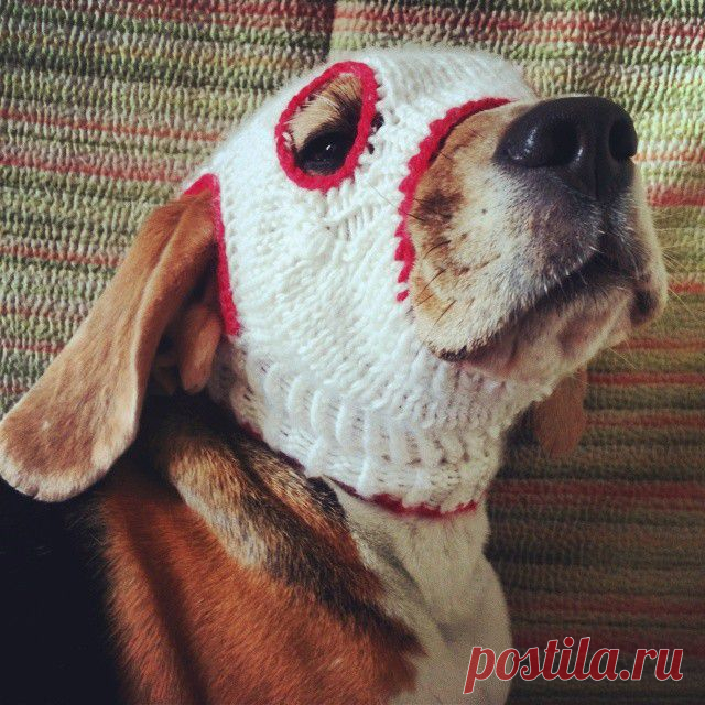 Ушастый террорист - бигль Вакса
От http://instagram.com/beaglevaksa