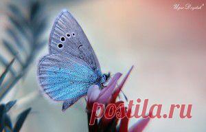 МАКРОСЪЕМКА ОТ ФОТОГРАФА UGUR DOYDUK