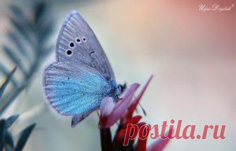 МАКРОСЪЕМКА ОТ ФОТОГРАФА UGUR DOYDUK