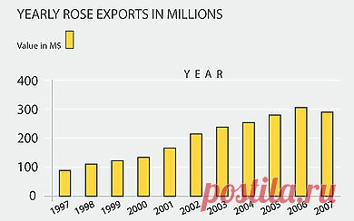 О цветке и закупках - ЦВЕТОВОДСТВО В ЭКВАДОРЕ