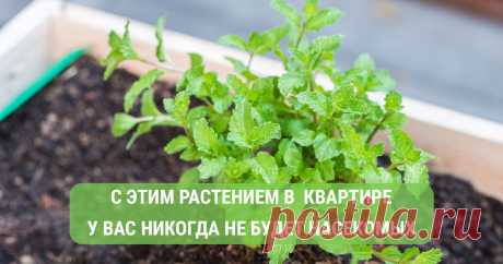 Если заведёшь это растение, у тебя в квартире никогда не будет насекомых! Растение от насекомых абсолютно не несёт никакой угрозы, а в жилье появится запах свежести. Для детей мята тоже безвредна.