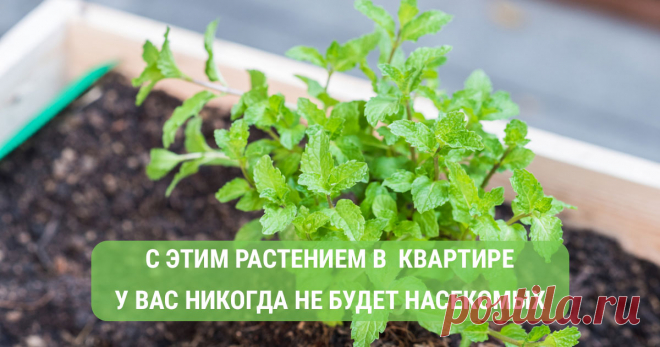 Если заведёшь это растение, у тебя в квартире никогда не будет насекомых! Растение от насекомых абсолютно не несёт никакой угрозы, а в жилье появится запах свежести. Для детей мята тоже безвредна.