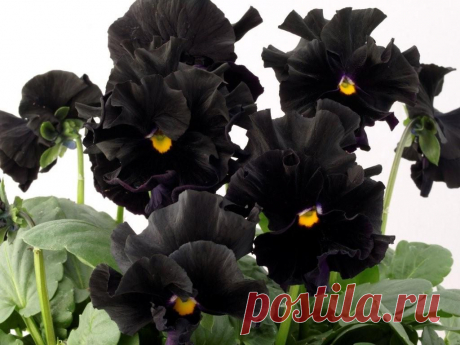фиалки чёрные