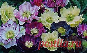 Все о траве морозник для похудения