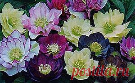 Все о траве морозник для похудения