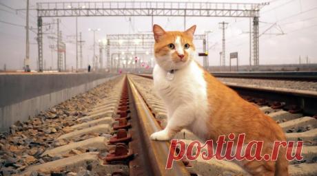 Кот Мостик пойдет на повышение после открытия Крымского моста