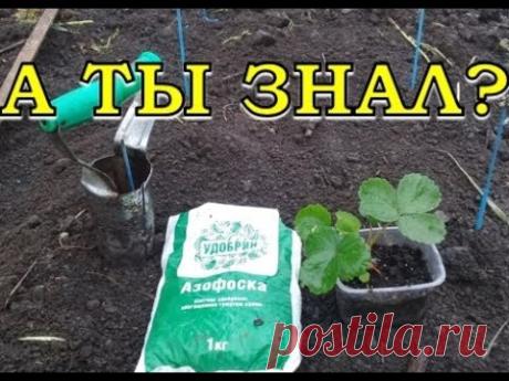 Высаживаем ЗЕМЛЯНИКУ в открытый грунт. ШАГ за ШАГОМ
