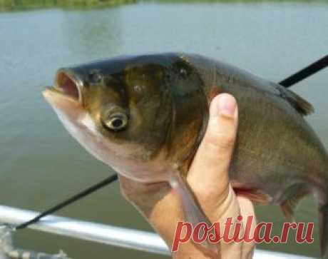 ​Ну что же, давайте словим толстолоба со дна прикормка, оснастка, ловля, удочка, наживка, рыболов, водоем, рыба, рыба, крючок, черви, хобби, увлечение, озеро, поездка, речка, лодка, отдых, занятие, река, страсть, снаряжение, клев, улов, увлекаться, клевать, купаться, ловить, рыбная ловля, снасть, вываживание, подсечка, добыча, леска,снасти, крючок, грузило, лов, удила