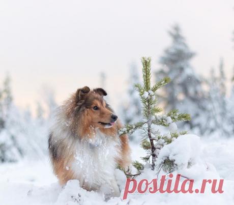 (49) Одноклассники