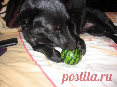 это настоящий арбузик)