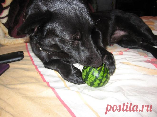 это настоящий арбузик)