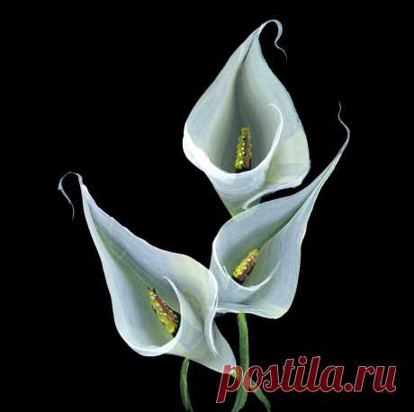 Рисунки плоской кистью от Юлии Белей